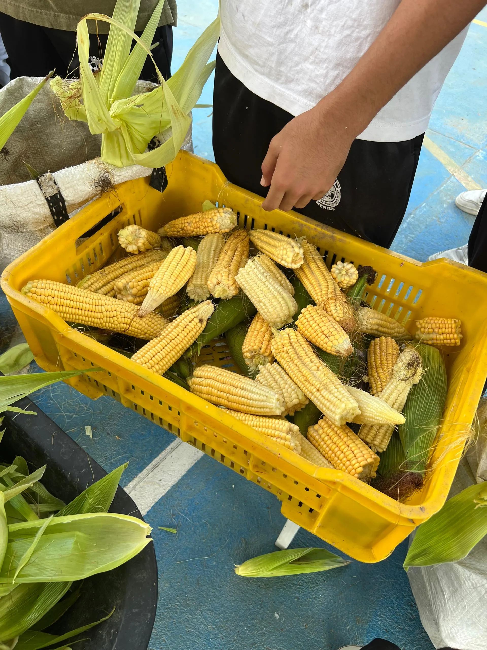 Cultivos del invernadero escolar